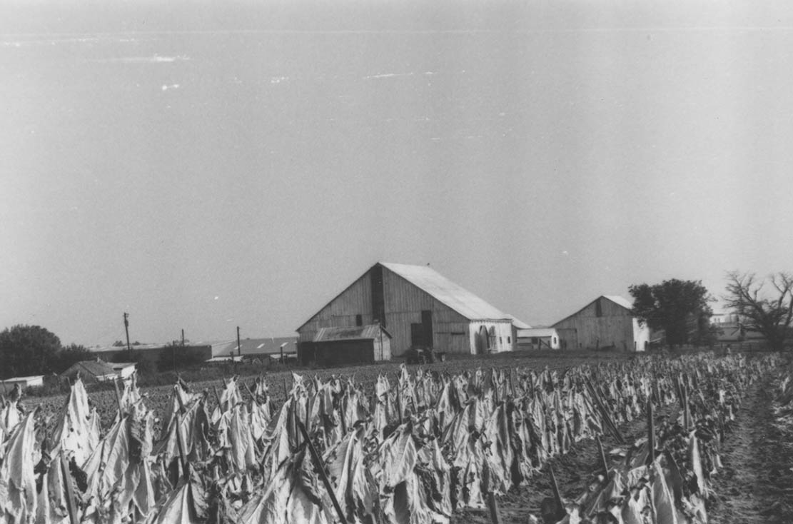 Boone County Tobacco Farming