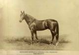 Belmont