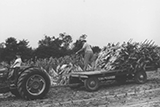 Boone County Tobacco Farming