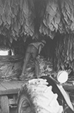 Boone County Tobacco Farming