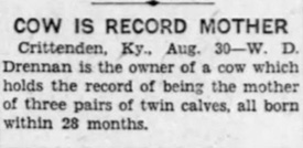 Record Cow