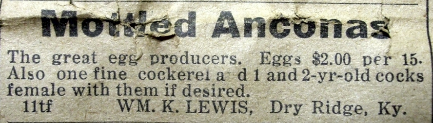 Lewis' Chickens