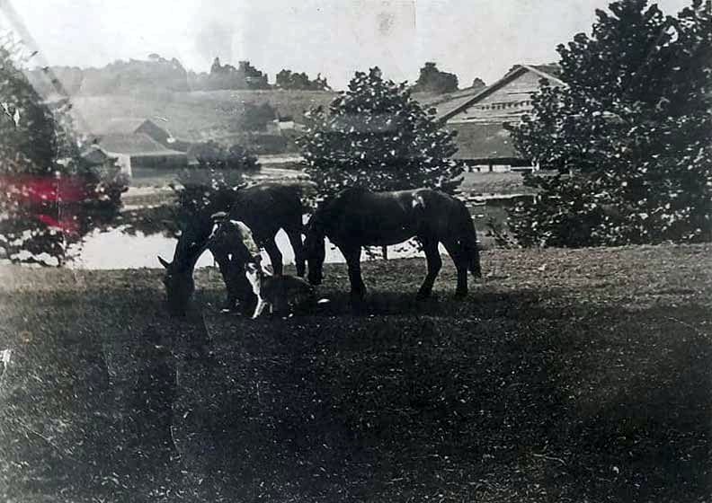 Dixie Gardens