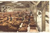 Mason County Tobacco 