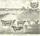 Springdale