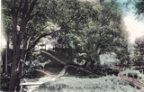 Beechwood