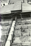 Maysville Stockyards