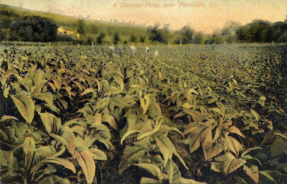 Tobacco