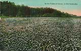 Clover Field